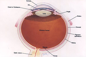 Cornea Anatomy